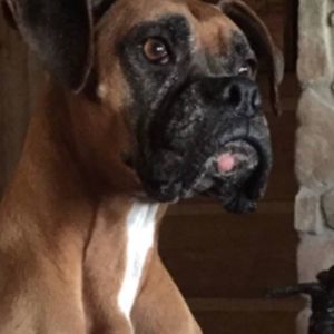 Meet your Posher, William